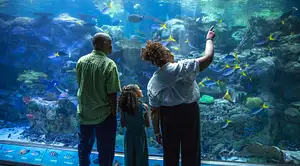 Explore Aquarium of the Pacific – Los Angeles Admission Tickets