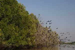 Croc Country Safari Bus with Jumping Crocs & Barra Fishing