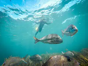 deals goat island reserve snorkel tour