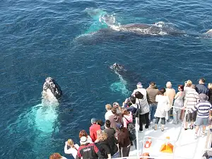 Whale Watching Gold Coast Tour