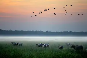 Kakadu National Park & Yellow River Wildlife Cruise