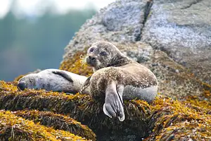 Sea Vancouver Waterfront | Sightseeing With City And Nature Tour